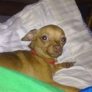 Meet your Posher, Pamela